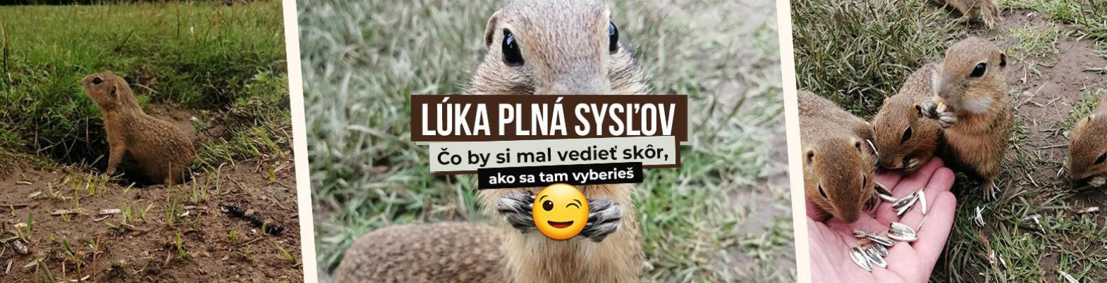 Lúka plná sysľov.  Čo by si mal vedieť skôr, ako sa tam vyberieš.